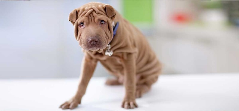 Is Ringworm a Risk for Dogs? Understanding Causes, Symptoms, and Prevention