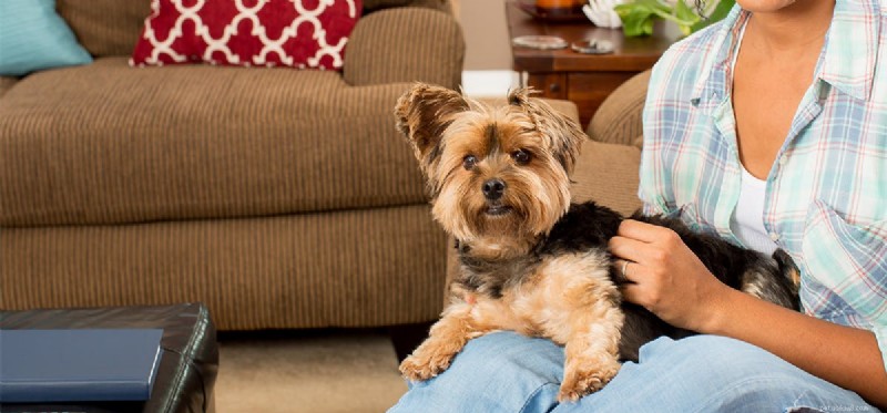 Can Dogs Detect Pregnancy? What Their Behavior Reveals