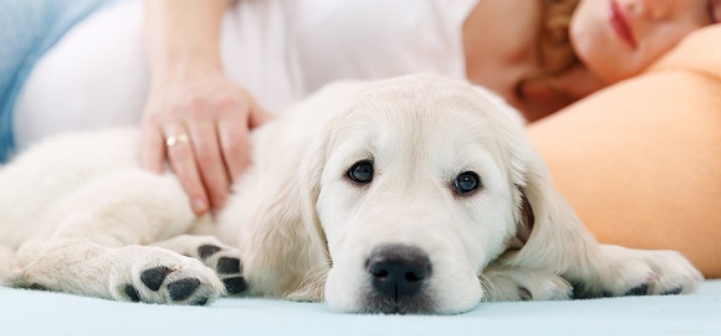 Can Dogs Detect Pregnancy? What Their Behavior Reveals
