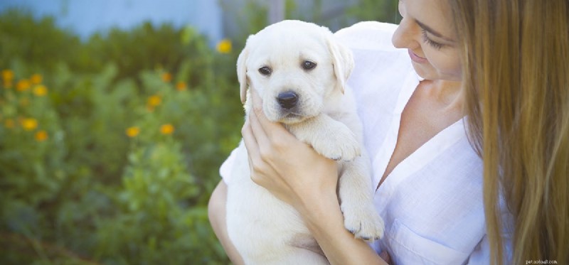 Can Dogs Detect Cancer in Humans? Proven Techniques & Latest Research