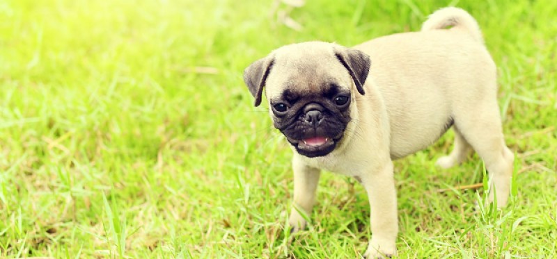 Can Dogs Detect Death? The Science Behind Their Keen Senses