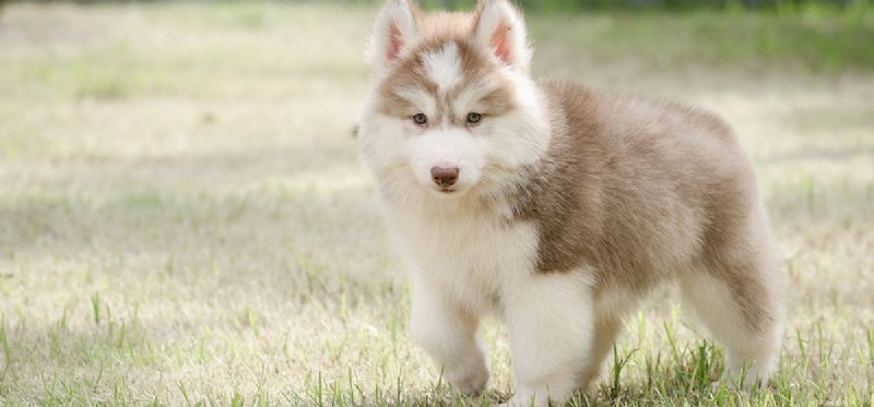 Can Dogs Detect Death? The Science Behind Their Keen Senses