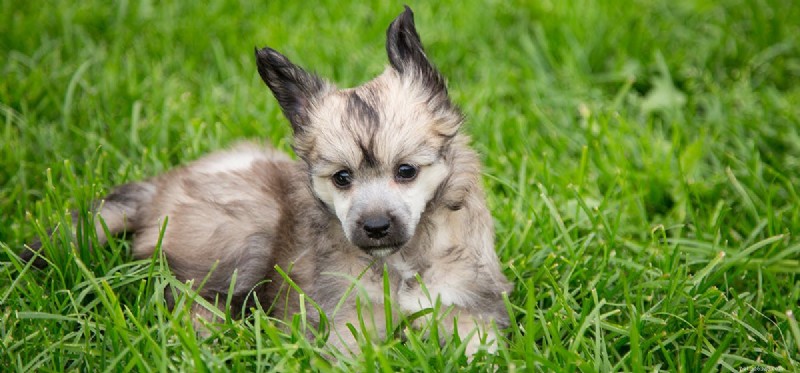 Can Dogs Detect Death? The Science Behind Their Keen Senses