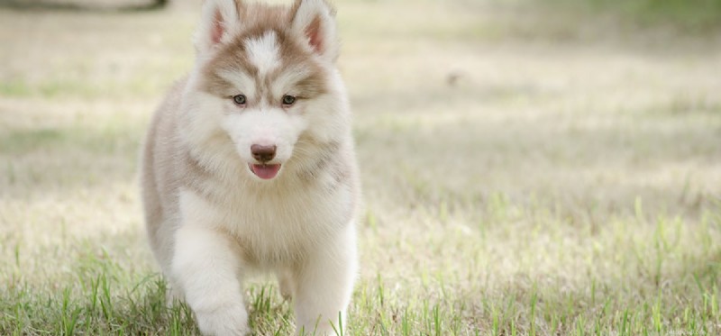 Can Dogs Detect Death? The Science Behind Their Keen Senses