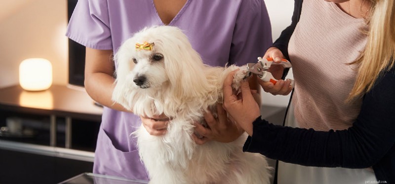 Do Dogs Lose Nails? Understanding When and Why Nails Fall Off