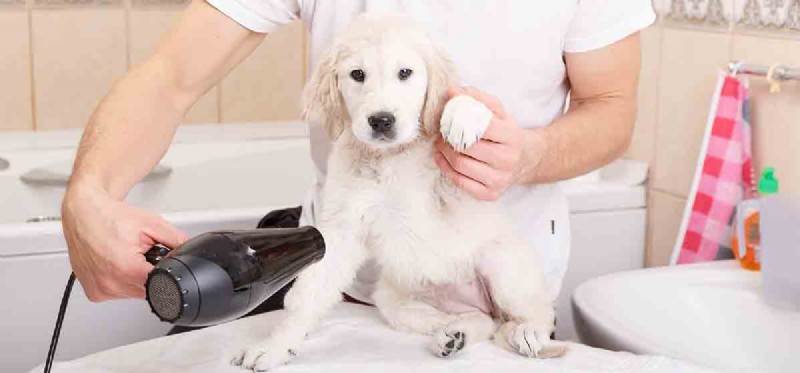 Do Dogs Lose Nails? Understanding When and Why Nails Fall Off