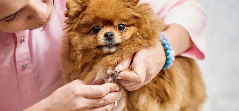 Do Dogs Lose Nails? Understanding When and Why Nails Fall Off