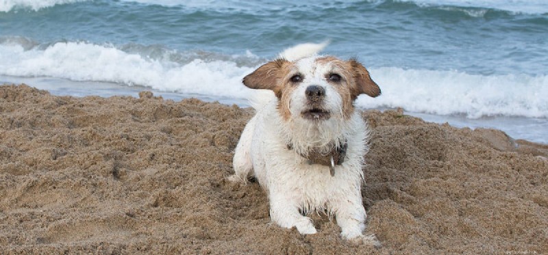 Is Your Dog’s Nose at Risk of Sunburn? What You Need to Know
