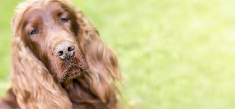 Is Your Dog’s Nose at Risk of Sunburn? What You Need to Know