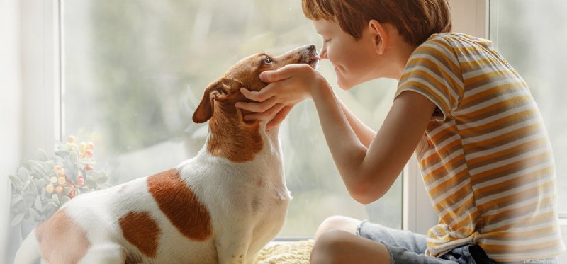 Is Your Dog’s Nose at Risk of Sunburn? What You Need to Know