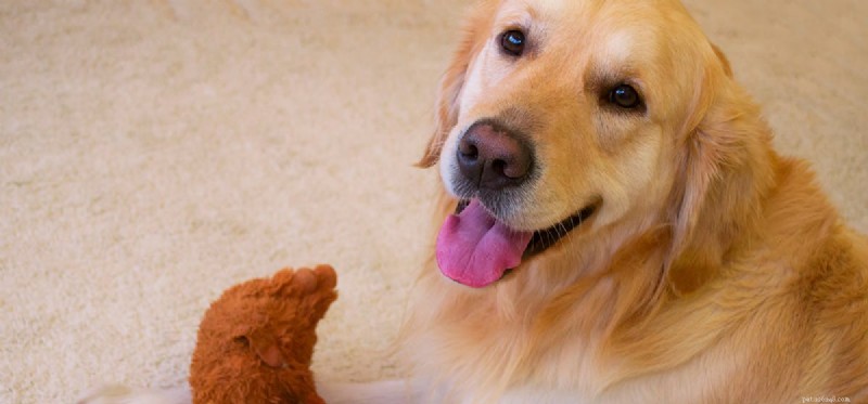 Is Your Dog’s Nose at Risk of Sunburn? What You Need to Know