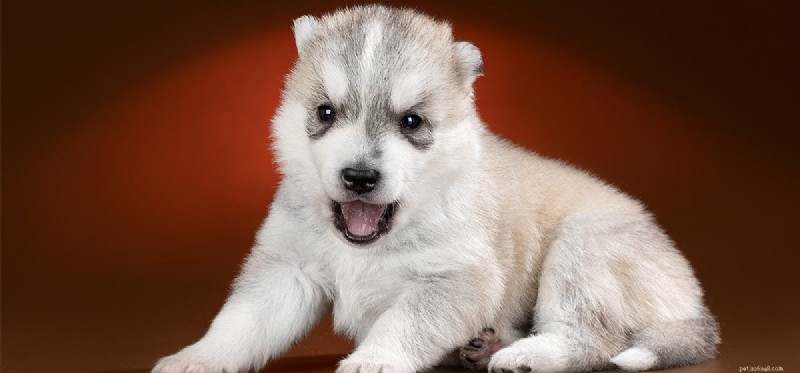 Is Soda Safe for Dogs? Health Risks Explained