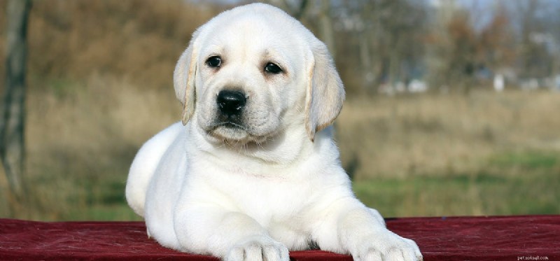 Is Soda Safe for Dogs? Health Risks Explained