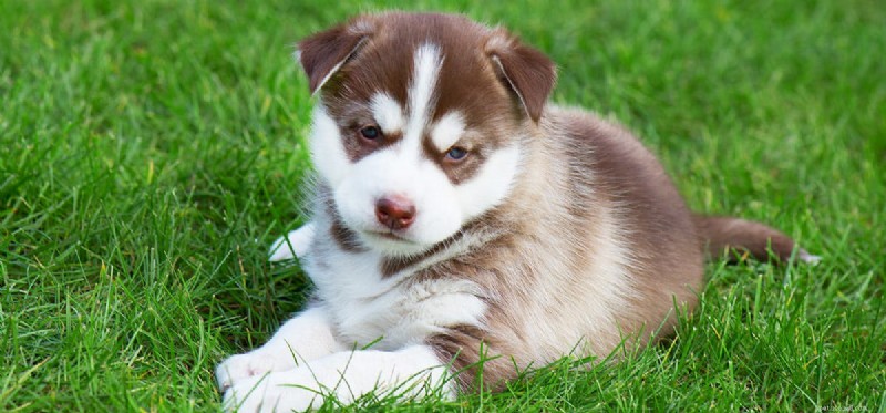 How to Help Blind Dogs Thrive: A Guide for Owners