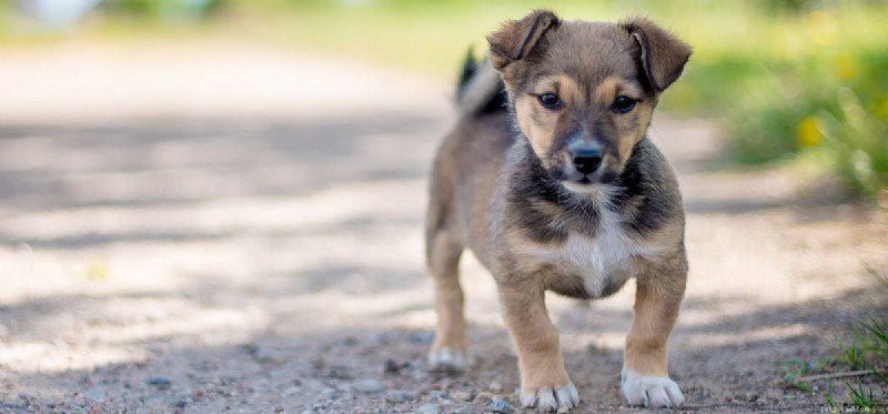How to Help Blind Dogs Thrive: A Guide for Owners