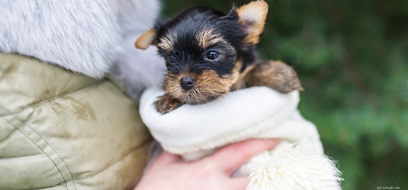 How to Help Blind Dogs Thrive: A Guide for Owners