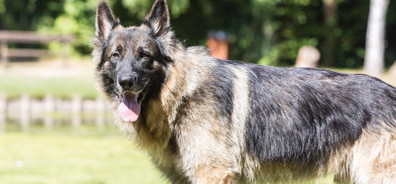 Do Cadaver Dogs Detect Human Remains? How They Aid Investigations