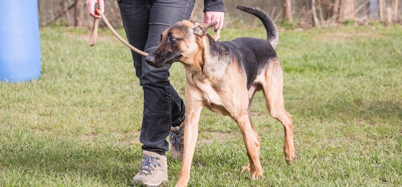 Do Cadaver Dogs Detect Human Remains? How They Aid Investigations