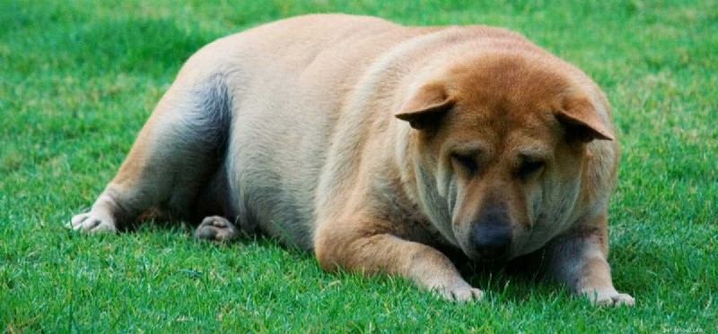 Understanding and Preventing Bloat in Dogs