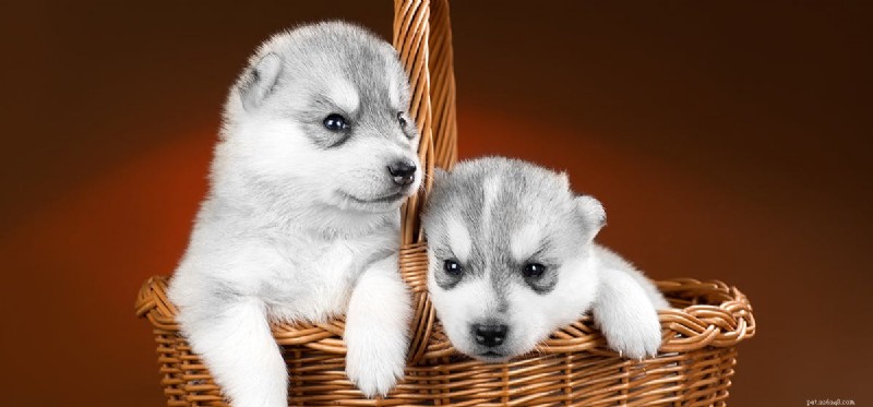 Do Dogs Get Confused? Understanding Canine Cognitive Clarity