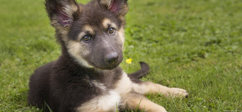 Do Dogs Get Confused? Understanding Canine Cognitive Clarity