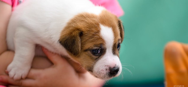 The Courage of War Dogs: Understanding Canine Bravery
