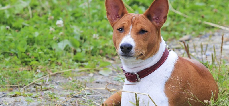 The Courage of War Dogs: Understanding Canine Bravery