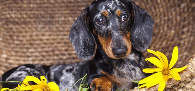 The Courage of War Dogs: Understanding Canine Bravery