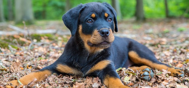 The Courage of War Dogs: Understanding Canine Bravery