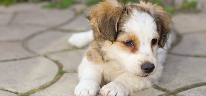 Can Dogs Experience Depression? A Trusted Guide to Canine Mental Health