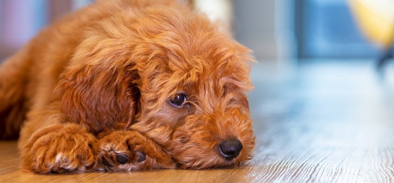 Can Dogs Experience Depression? A Trusted Guide to Canine Mental Health