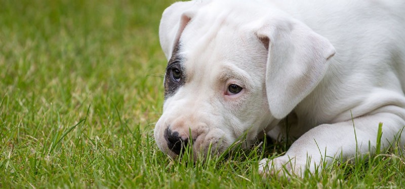 Can Dogs Experience Depression? A Trusted Guide to Canine Mental Health