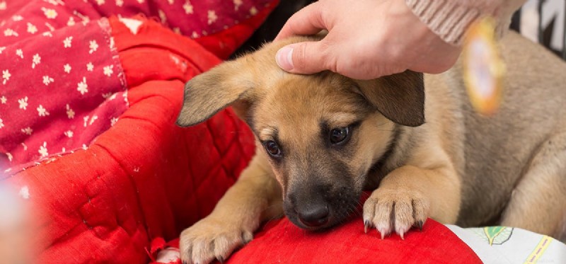 Can Dogs Experience Depression? A Trusted Guide to Canine Mental Health