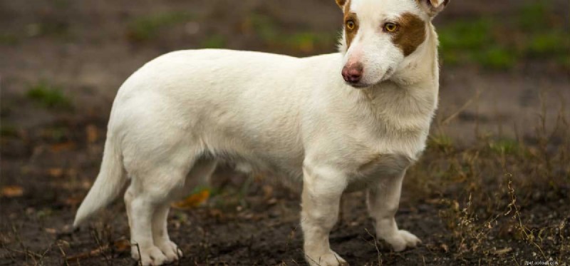 Are Dogs Truly Dwarfs? Understanding Small Breeds and Their Health