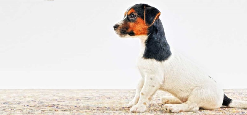 Are Dogs Truly Dwarfs? Understanding Small Breeds and Their Health