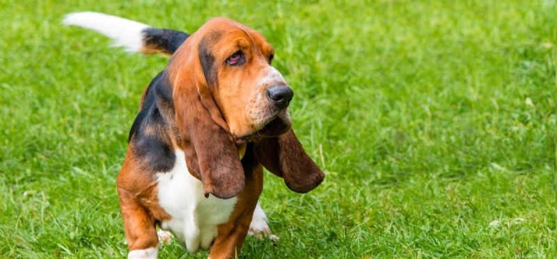 Are Dogs Truly Dwarfs? Understanding Small Breeds and Their Health