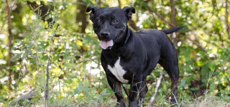Are Dogs Truly Dwarfs? Understanding Small Breeds and Their Health