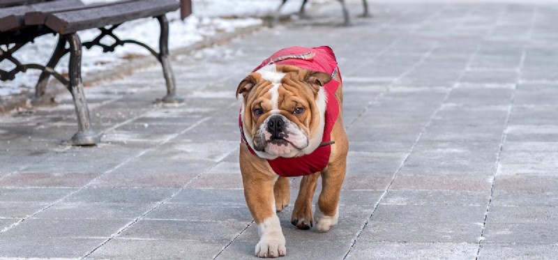 Understanding Dog Aggression: Causes, Warning Signs, and Prevention