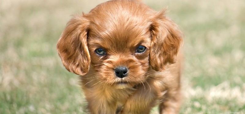 Understanding Dog Aggression: Causes, Warning Signs, and Prevention