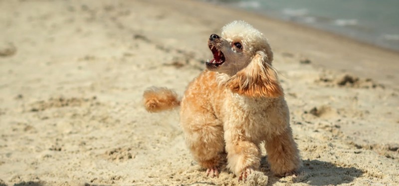 Understanding Dog Aggression: Causes, Warning Signs, and Prevention