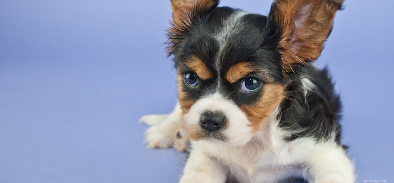Understanding Dog Aggression: Causes, Warning Signs, and Prevention