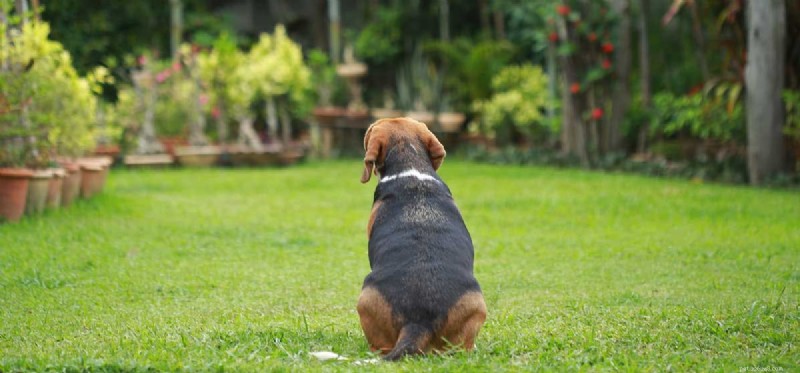 Do Dogs Have Introverts? Understanding Your Pup s Personality