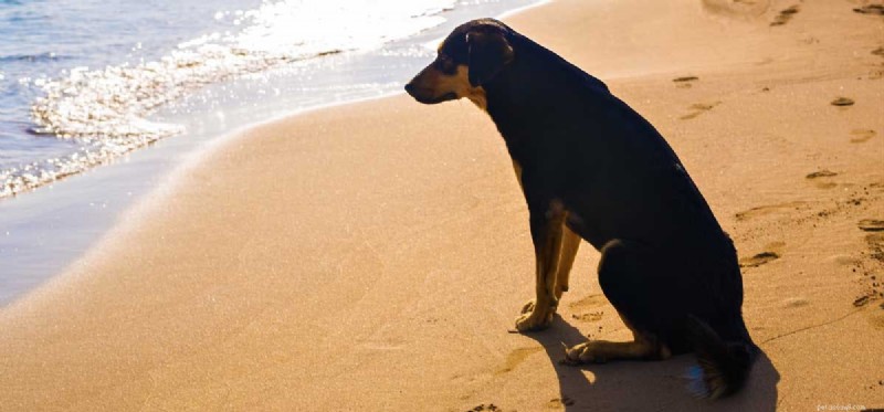Do Dogs Have Introverts? Understanding Your Pup s Personality