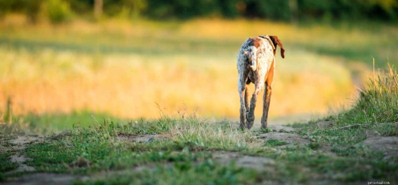 Do Dogs Have Introverts? Understanding Your Pup s Personality