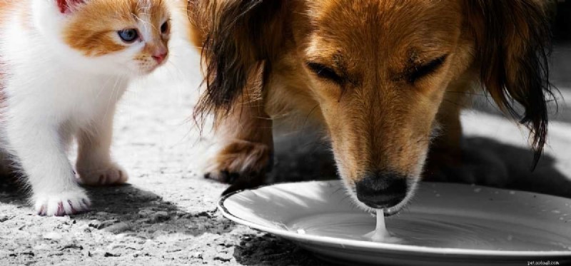 Do Dogs Experience Lactose Intolerance? Essential Guide for Pet Owners