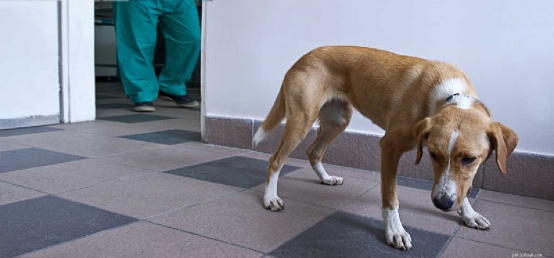 Do Dogs Have Introverts? Understanding Your Pup s Personality