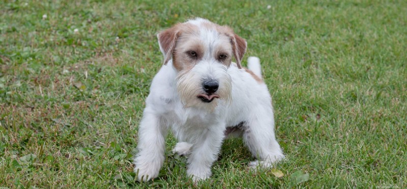 Do Dogs Experience Paranoia? Understanding Anxiety in Canine Behavior