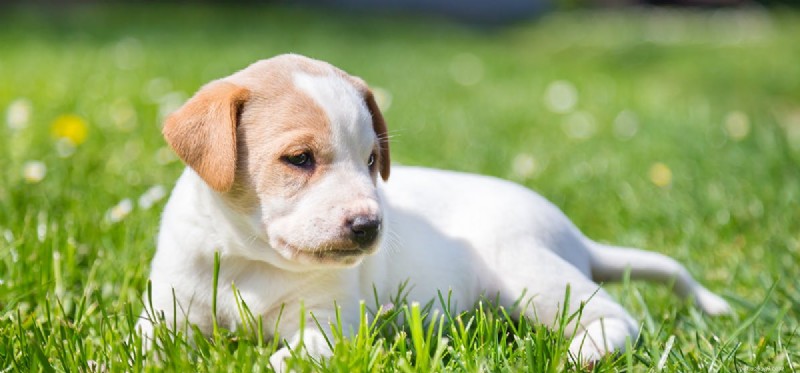Do Dogs Experience Paranoia? Understanding Anxiety in Canine Behavior