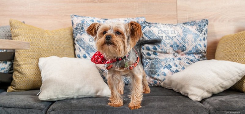 Do Dogs Experience Paranoia? Understanding Anxiety in Canine Behavior