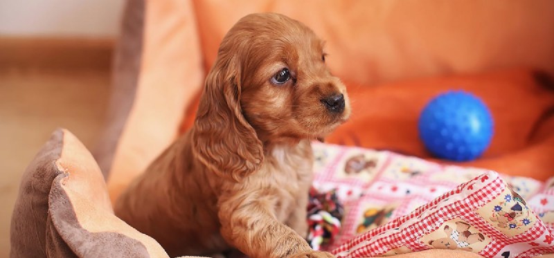 Do Dogs Experience Paranoia? Understanding Anxiety in Canine Behavior